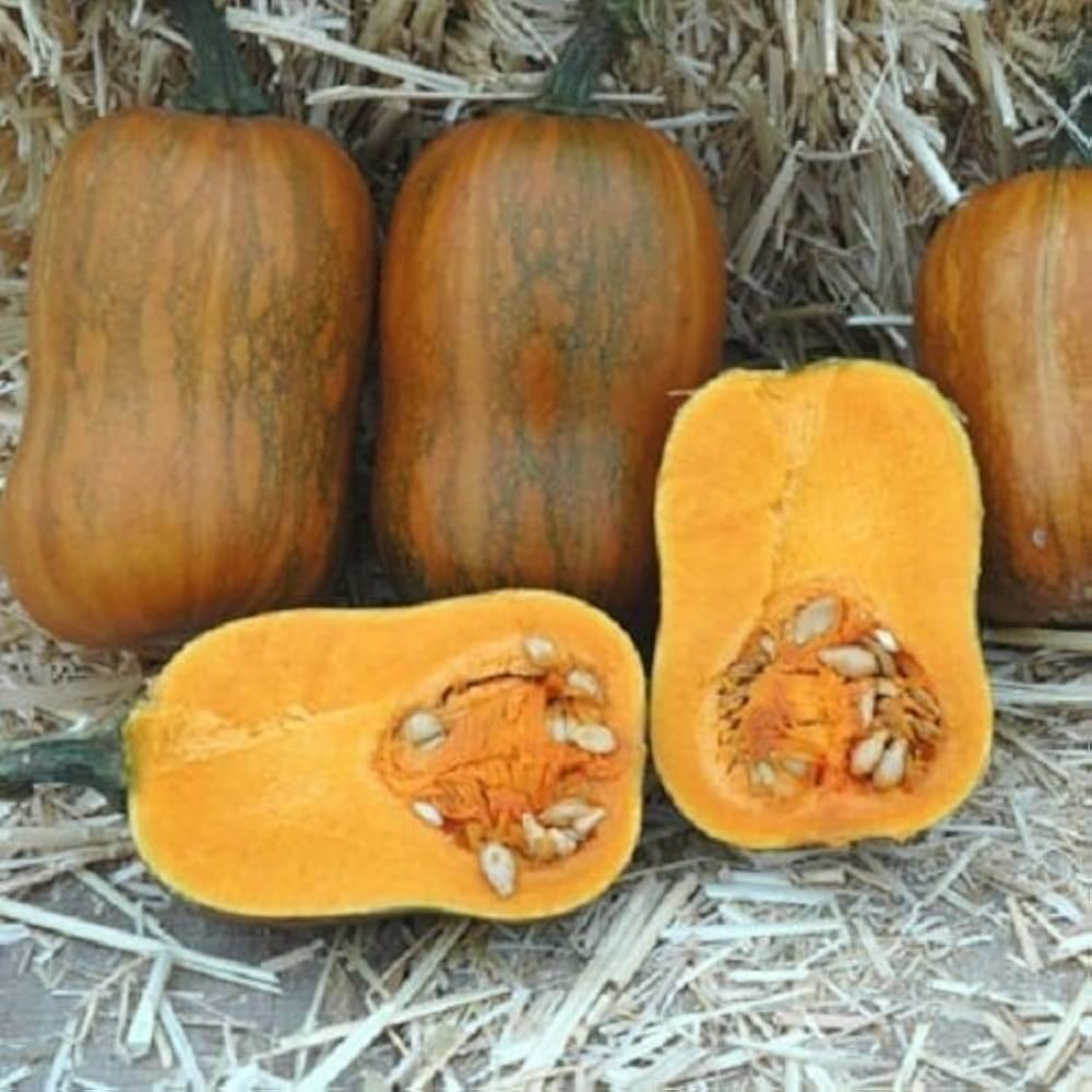 Smoothie (Orange Pumpkin) for planting in garden